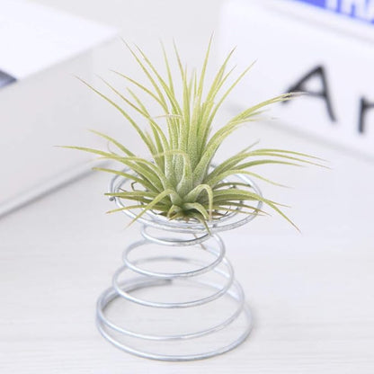Air Plant Spring Wire Tabletop Tillandsia Holder Miniature Gardening - Image 5