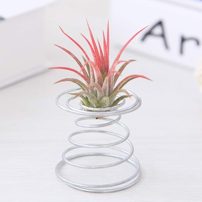 Air Plant Spring Wire Tabletop Tillandsia Holder Miniature Gardening - Image 7