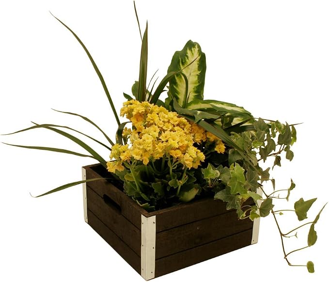 wald imports - Set of 3 Distressed Wooden Crates by WaldImports