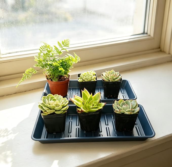 6 Pack Plastic Plant Tray Saucer Rectangular 13 Inch, Heavy Duty Planter Saucers - Image 4