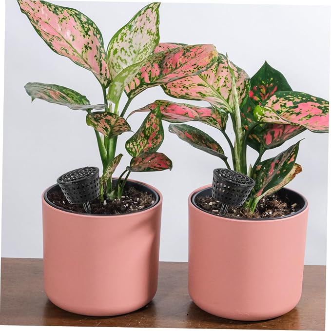 Milisten 10pcs Bonsai Fertilizer Boxes - Image 6