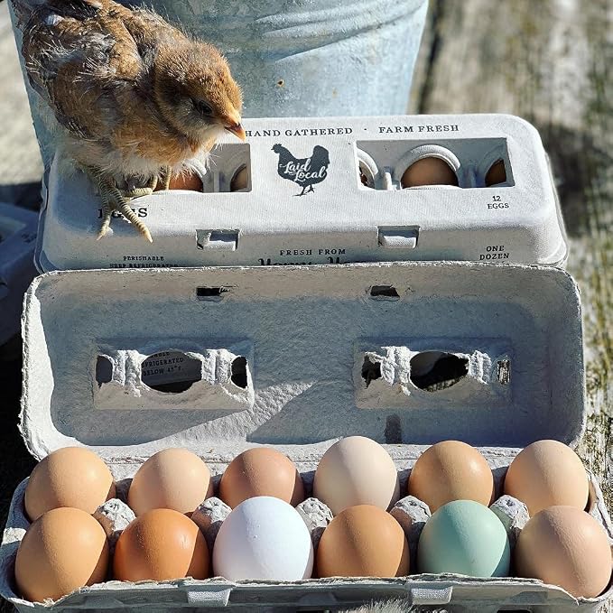 25 Egg Cartons- Adorable Printed Vintage Design - Image 5