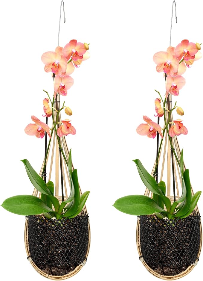 Yookeer 2 Pack Hanging Orchid Planter 4 Inch Thai Bamboo Hanging Orchid Basket by Yookeer