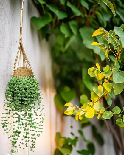 Hanging Orchids Pot: 4 Inch Handmade Bamboo Wall Plant Planter - Image 7