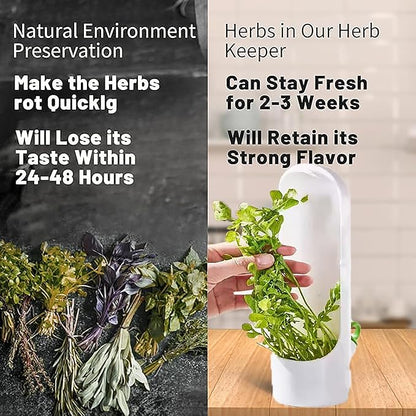 3Pack Herb Saver for Refrigerator for Cilantro, Vegetable Preservation - Image 6