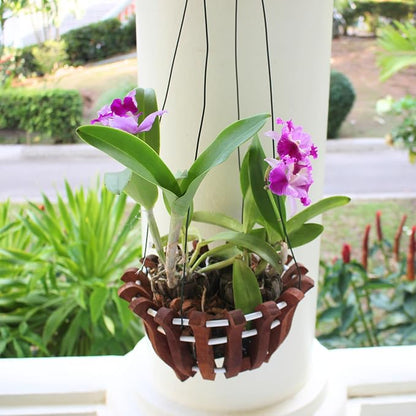 Set of 12 Hanging Wires for Orchid Baskets and Hanging Planters, 31 Inches Long - Image 8