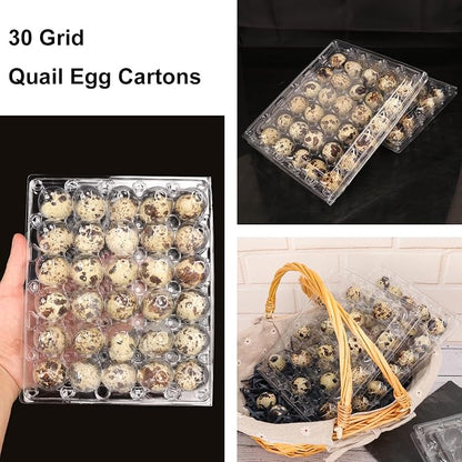 100 Pack Quail Egg Cartons, Holds up to 30 Quail Eggs Securely - Image 4