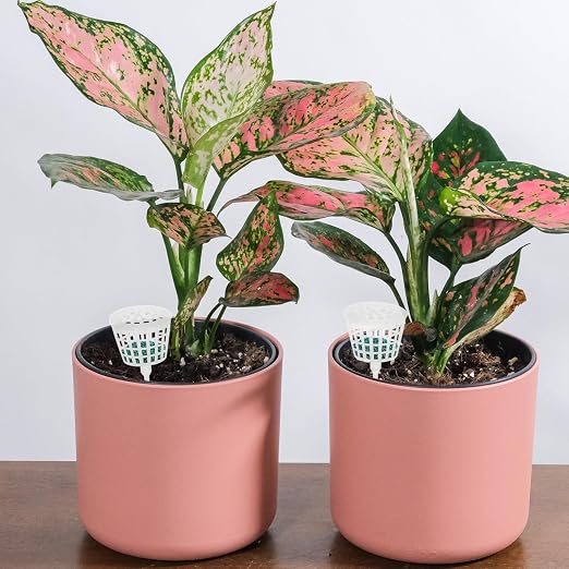 Yardwe 30Pcs Bonsai Fertilizer Boxes Reusable Plastic Fertilization Containers - Image 6