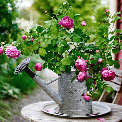 Garutom Galvanized Watering Can - Image 3