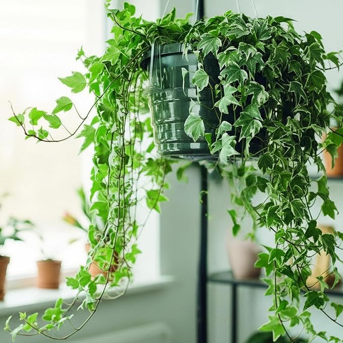 Curtis Wagner Plastics Hanging Basket Drip Pans | Clear, Round Hanging Plant - Image 4