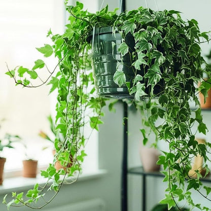 Curtis Wagner Plastics Hanging Basket Drip Pans | Clear, Round Hanging Plant - Image 4