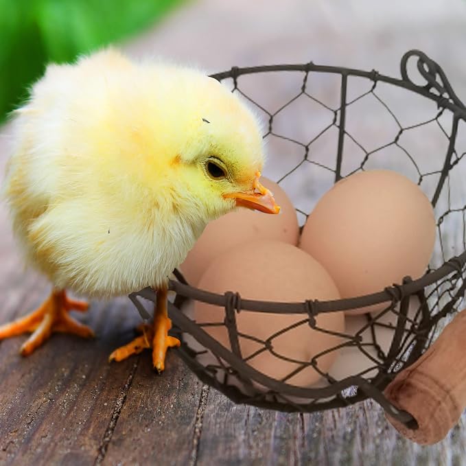 TAIANLE.Small Wire Egg Collecting Basket - Image 4